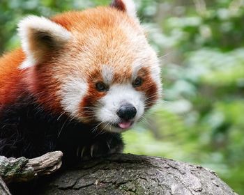 red panda