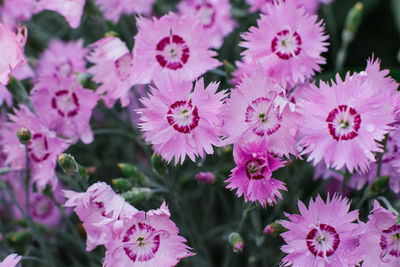 Pink flowers of dianthus plumerias large pan in summer in the garden