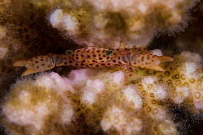 Close-up of fish swimming in sea