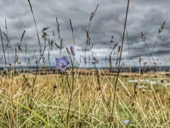 Close-up of purple flowering plants on field