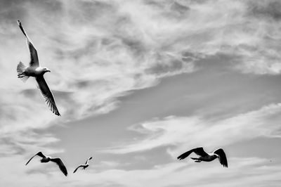 Low angle view of birds flying against sky