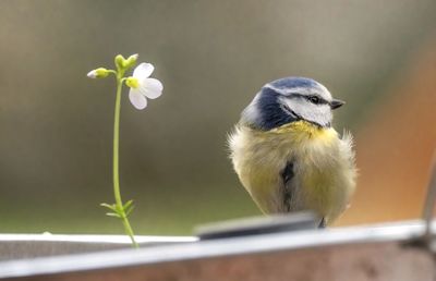 Close-up of bird perching on plant