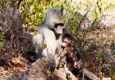 Baboon with infant at forest