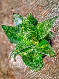 High angle view of green leaf