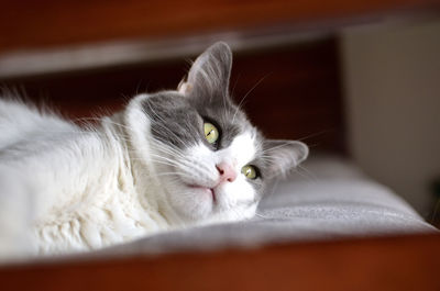Close-up portrait of a cat