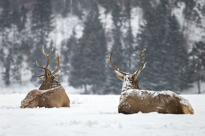 Close-up of deer sitting on snow