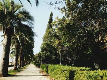 Narrow pathway along trees