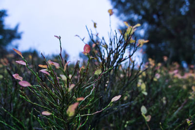 Close-up of flowering plants on land