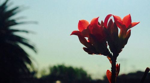 Close-up of red flowers