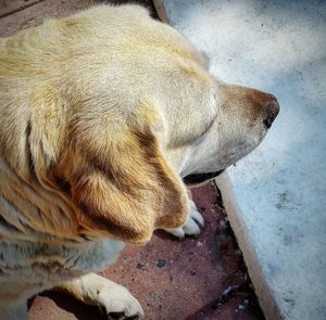 Close-up of dog