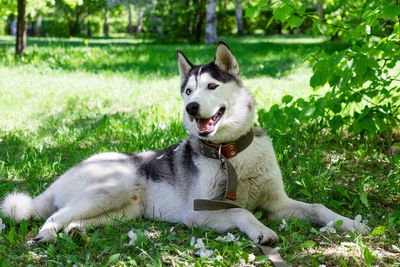 Portrait of smiling grey and white husky dog in a garden with blossom white flowers of apple tree.