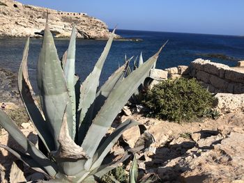 Cactus growing by sea shore against sky