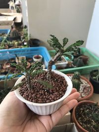 Close-up of hand holding small potted plant