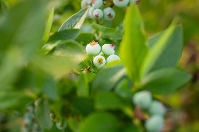 plant