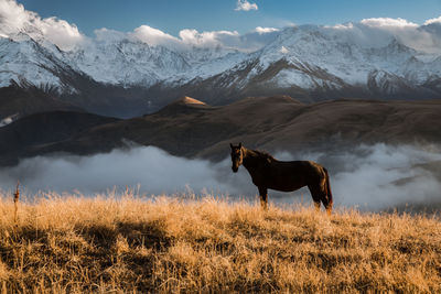 Horse standing on snow covered field