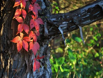 Close-up of maple leaves on tree