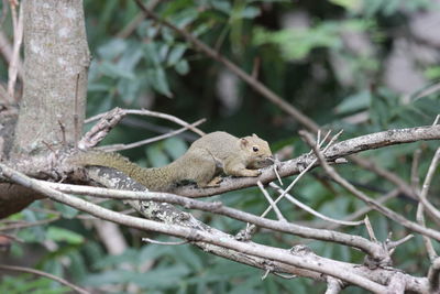 Close-up of squirrel on tree branch