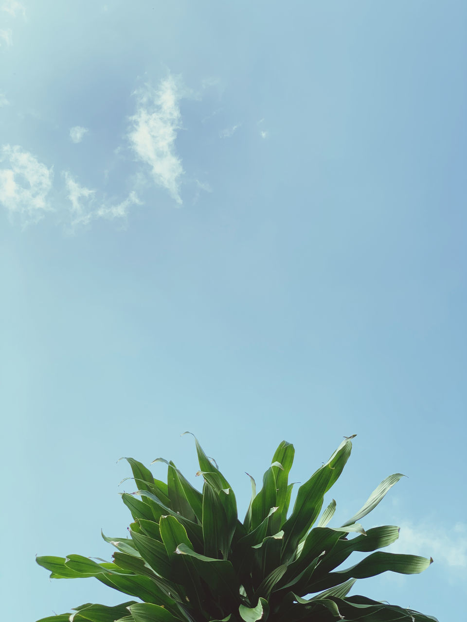 LOW ANGLE VIEW OF GREEN PLANT AGAINST BLUE SKY