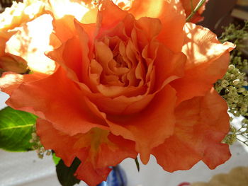 Close-up of orange flowers