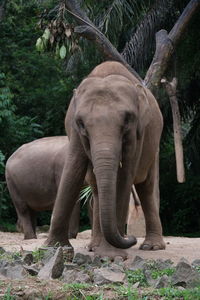 Close-up of elephant