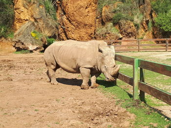 View of elephant in zoo