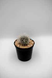 Close-up of potted plant against white background