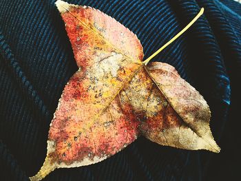 Close-up of leaves