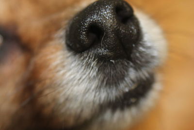 Close-up of dog