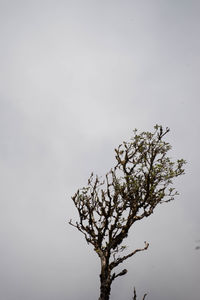 Low angle view of tree against sky