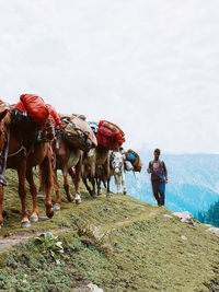 A young nomad guiding horses through the kashmir valleys