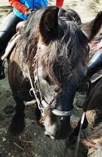 Close-up of a horse