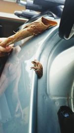 Close-up of hand holding bird