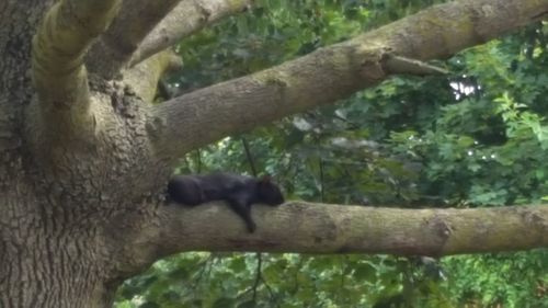 Close-up of lizard on branch