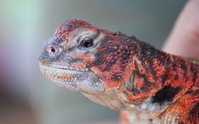 Close-up of lizard