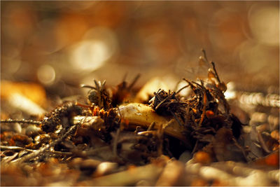 Close-up of bee on water