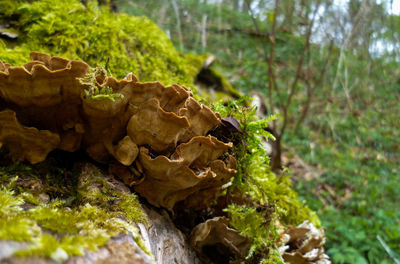 Close-up of moss on rock