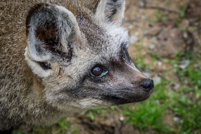 Close-up of an animal looking away