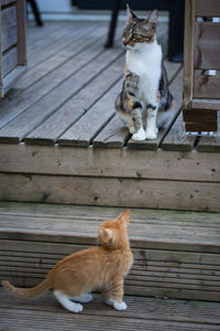 Cat sitting on wooden bench