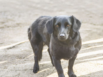 Portrait of dog standing on floor