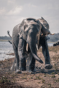 Elephant drinking water