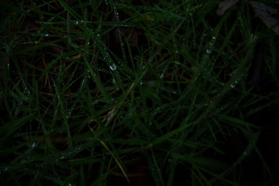 High angle view of grass growing on field