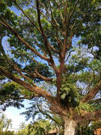 Low angle view of tree against sky