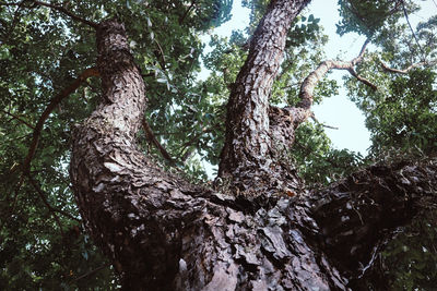 Low angle view of trees in forest