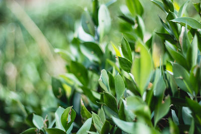 Close-up of fresh green plant in field