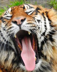 Close-up of cat yawning