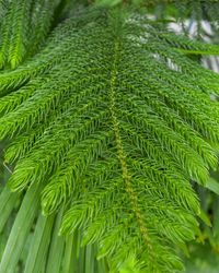 Close-up of fern leaves