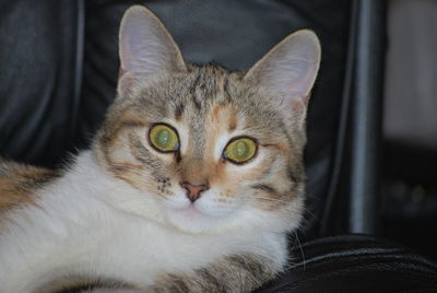 Close-up portrait of a cat