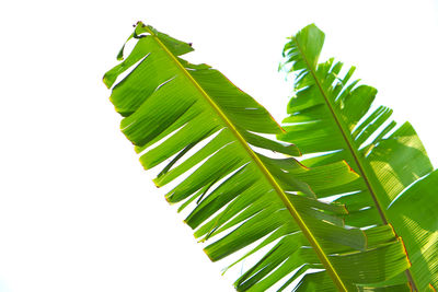 Low angle view of palm leaves against white background