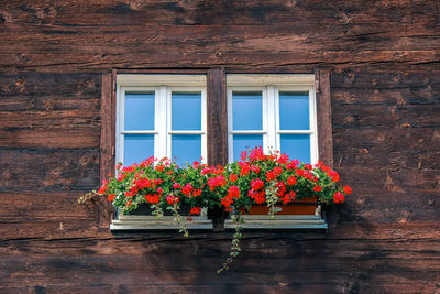 Flower pots on window of building