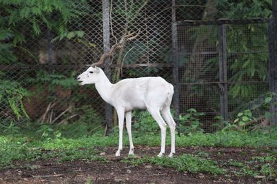 White animal standing in zoo